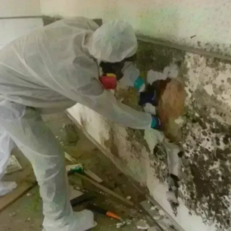 Mold Remediation and Removal in Lucas Valley-Marinwood, CA